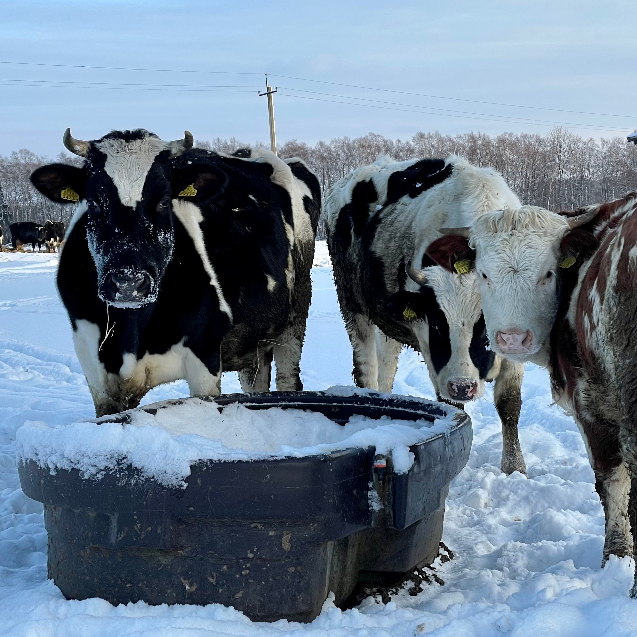 Køer på mark vinter
